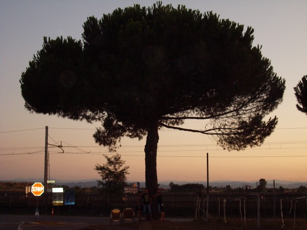 Tato fotografie je pořízena v roce 2009, kdy jsem byl na dovolené v Itálii. Zajímavý je na ni strom s hustou korunou. Líbí se mi v pozadí zapadící slunce.